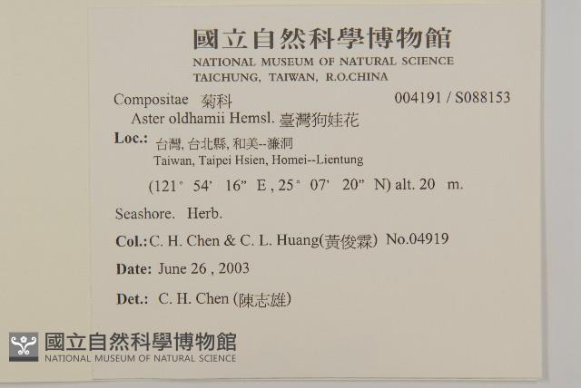 臺灣狗娃花藏品圖，第2張