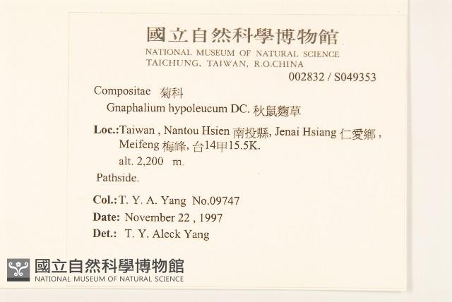 秋鼠麴草藏品圖，第2張