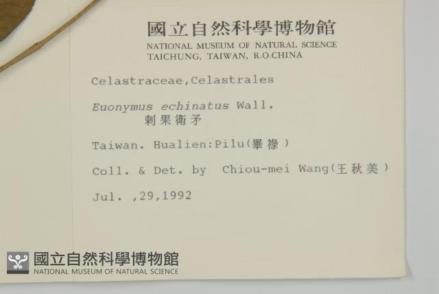 刺果衛矛藏品圖，第2張