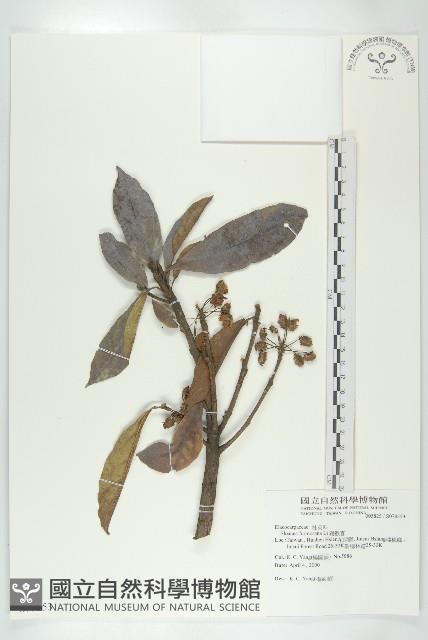 猴歡喜藏品圖，第1張