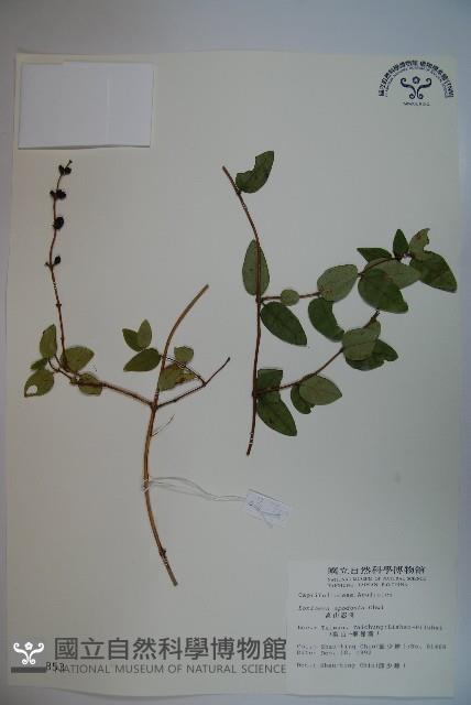 無梗忍冬藏品圖，第1張