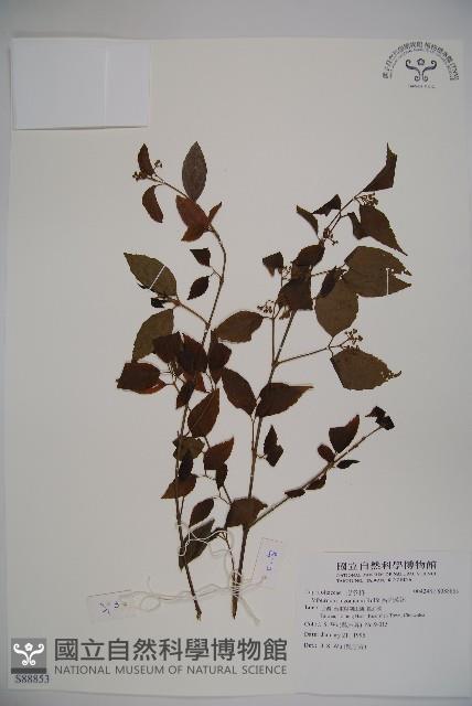 呂宋莢迷藏品圖，第1張