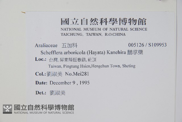 鵝掌蘗藏品圖，第2張