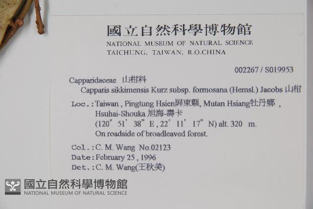 山柑、臺灣山柑藏品圖，第2張