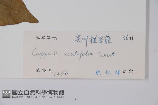 銳葉山柑藏品圖，第2張