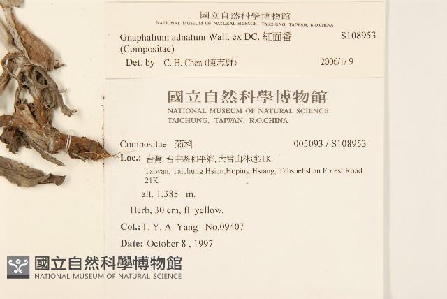 紅面番藏品圖，第2張