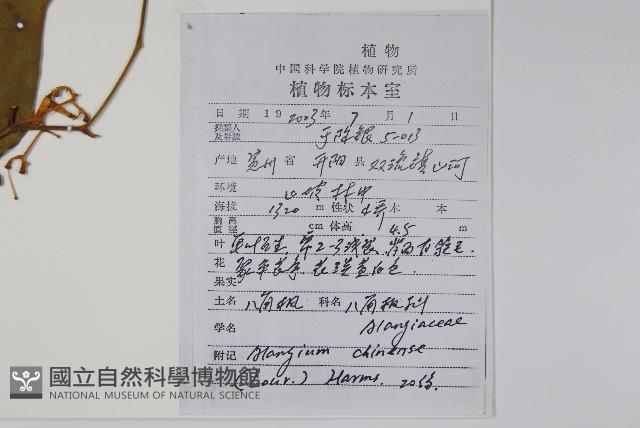 八角楓藏品圖，第2張