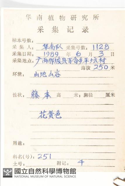 金鐘藤藏品圖，第2張