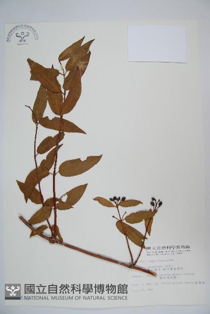 阿里山忍冬、漸尖葉忍冬藏品圖，第1張