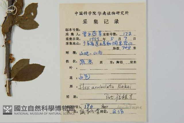 鼠李冬青、滿樹星藏品圖，第2張