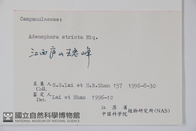 沙參藏品圖，第2張