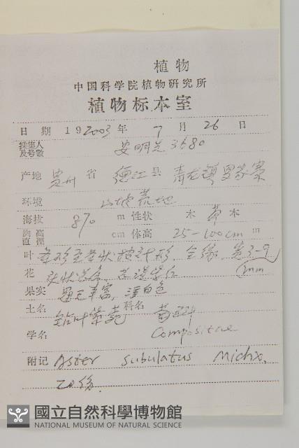 掃帚菊藏品圖，第2張