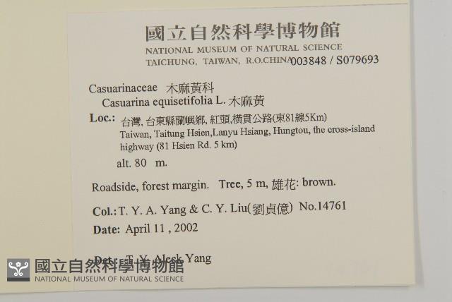 木麻黃藏品圖，第2張