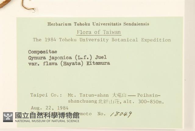 黃花三七草藏品圖，第2張