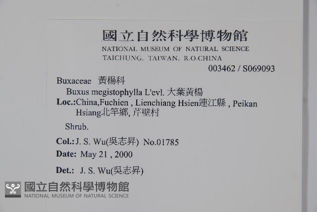 大葉黃楊藏品圖，第2張