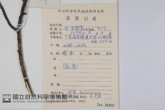 雷公鵝耳櫪藏品圖，第2張