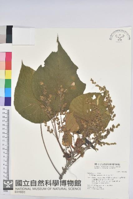 血桐藏品圖，第1張