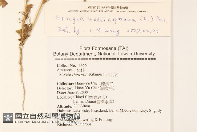 線球菊、田基黃藏品圖，第2張