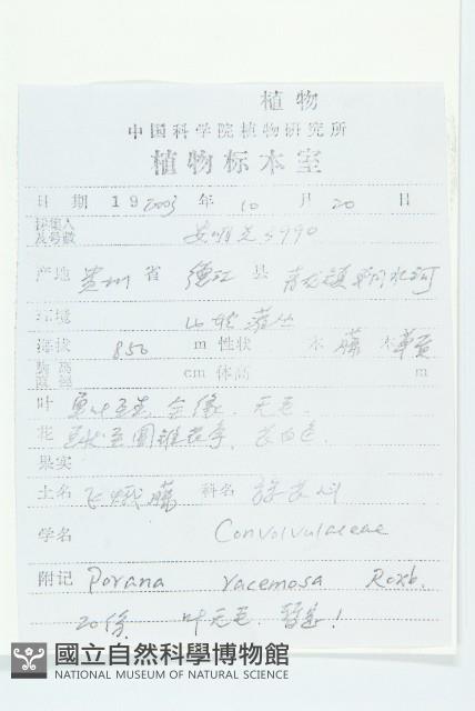 飛蛾藤藏品圖，第2張