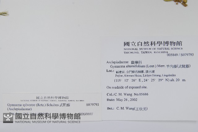 武靴藤藏品圖，第2張