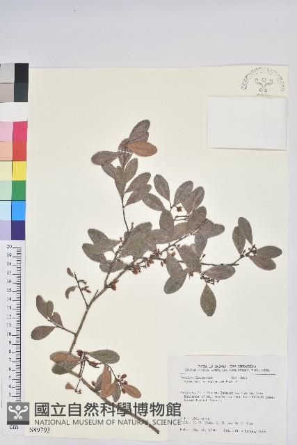 凹葉越橘藏品圖，第1張