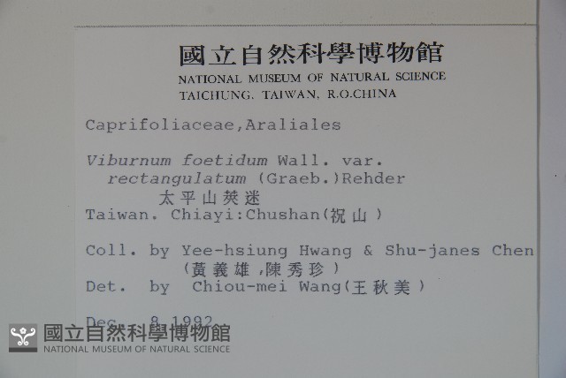 狹葉莢迷藏品圖，第2張