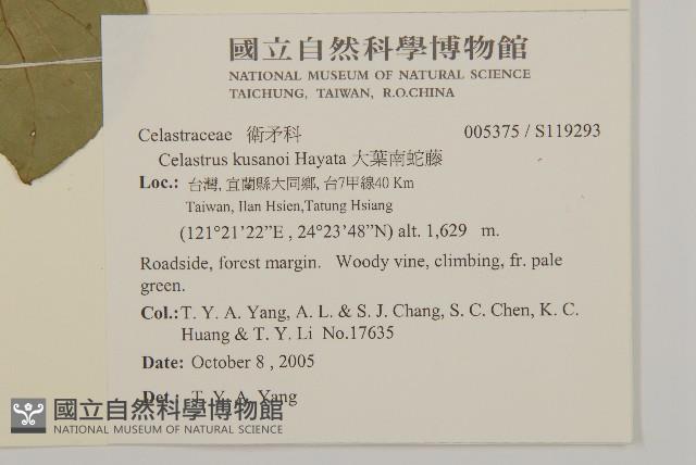 大葉南蛇藤藏品圖，第2張