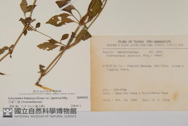 日本牛膝藏品圖，第2張