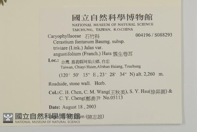 簇生卷耳藏品圖，第2張