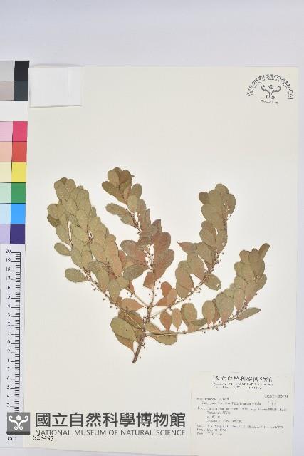 白飯樹藏品圖，第1張