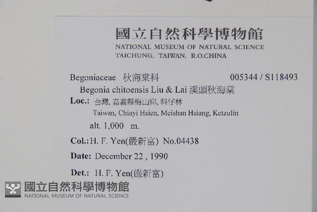 溪頭秋海棠藏品圖，第2張