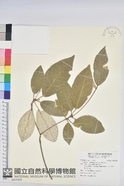 裡白巴豆藏品圖，第1張