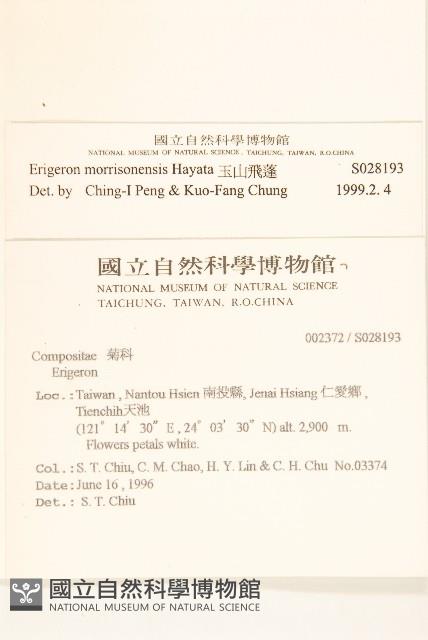 玉山飛蓬藏品圖，第2張