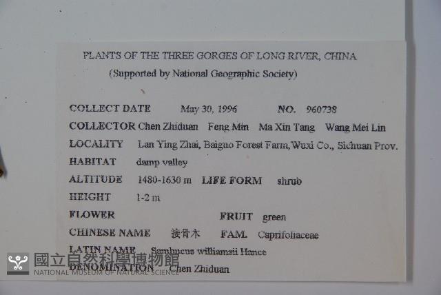 接骨木，木蒴藋藏品圖，第2張