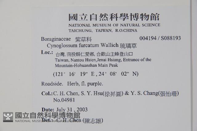 琉璃草藏品圖，第2張