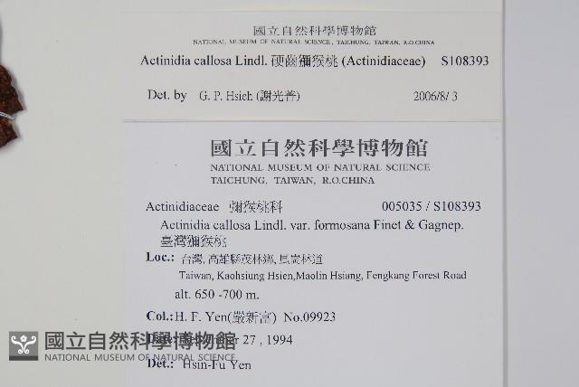 硬齒獼猴桃藏品圖，第2張