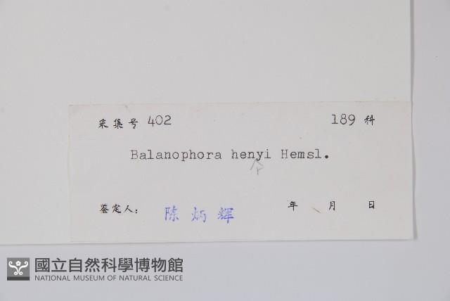 宜昌蛇菰藏品圖，第2張