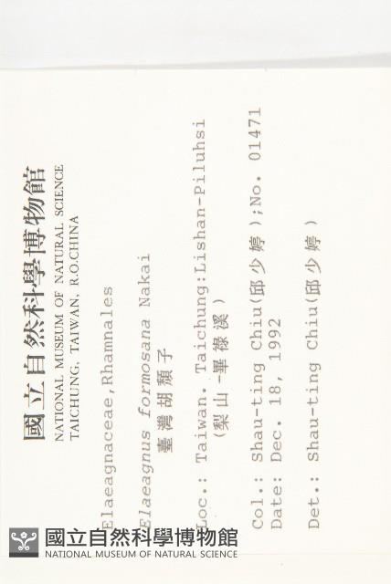 臺灣胡頹子藏品圖，第2張