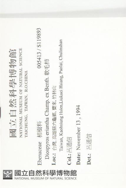 軟毛柿藏品圖，第2張