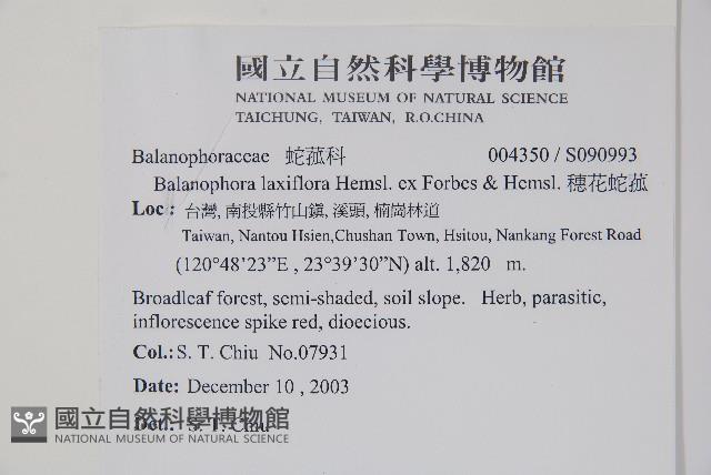 穗花蛇菰藏品圖，第2張