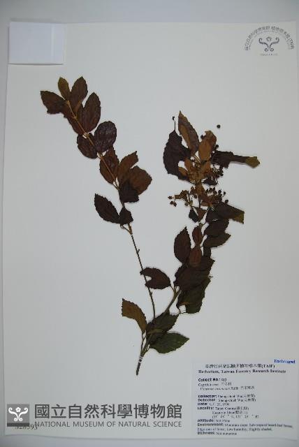 呂宋莢迷藏品圖，第1張