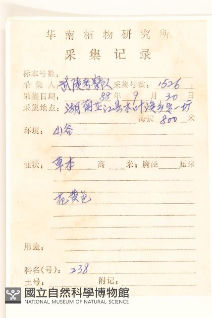 一枝黃花藏品圖，第2張