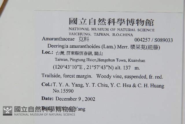 漿果莧、紐藤藏品圖，第2張