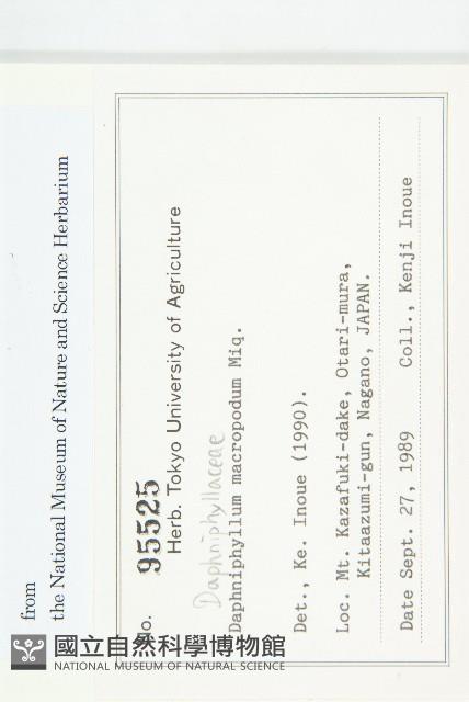 交讓木、臺灣虎皮楠、膜葉虎皮楠藏品圖，第2張