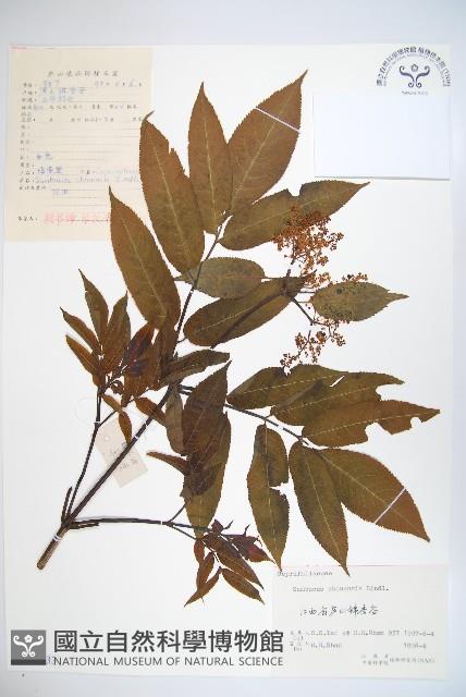 冇骨消藏品圖，第1張