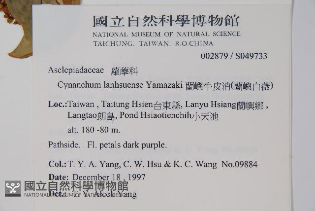 蘭嶼牛皮消、蘭嶼白薇藏品圖，第2張