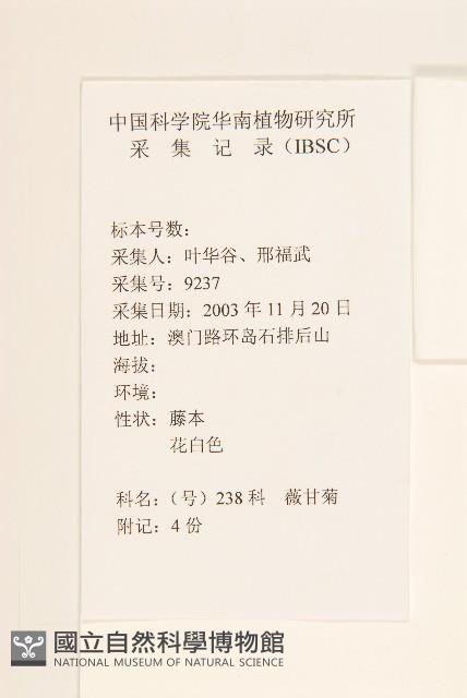 小花蔓澤蘭藏品圖，第2張