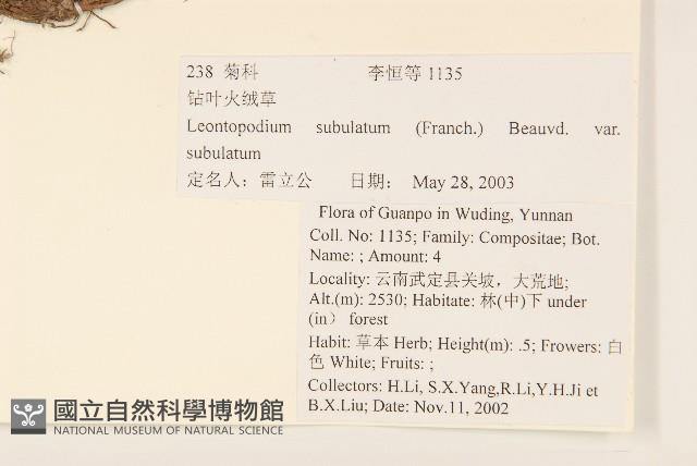 鑽葉火絨草藏品圖，第2張