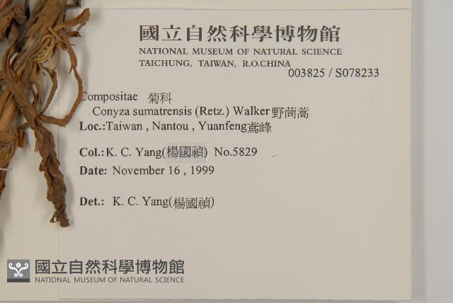 野茼蒿藏品圖，第2張