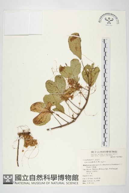 菟絲子藏品圖，第1張